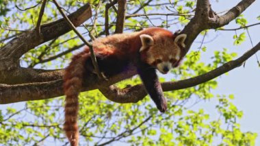 Kırmızı panda, Ailurus fulgens, daha küçük panda ve ağaçta oturan kırmızı kedi ayı olarak da bilinir.