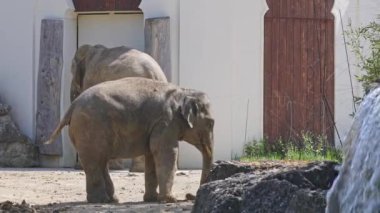 Küçük Asya ya da Asya fili Elephas maximus, Elephas cinsinin yaşayan tek türüdür ve Güneydoğu Asya 'da Hindistan ve Nepal' den doğuda Borneo 'ya kadar yayılır..