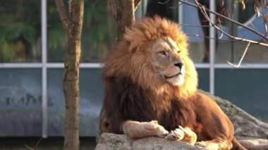 Aslan, Panthera leo, Panthera cinsindeki dört büyük kediden biridir ve Felidae familyasının bir üyesidir..