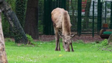 Geyik ya da geyik, Alces Alces geyik familyasındaki en büyük türdür. Geyikler, erkeklerin geniş, düz ya da palmat boynuzlarıyla ayırt edilir..