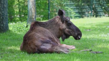 Geyik ya da geyik, Alces Alces geyik familyasındaki en büyük türdür. Geyikler, erkeklerin geniş, düz ya da palmat boynuzlarıyla ayırt edilir..