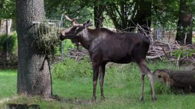 Geyik ya da geyik, Alces Alces geyik familyasındaki en büyük türdür. Geyikler, erkeklerin geniş, düz ya da palmat boynuzlarıyla ayırt edilir..