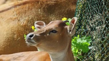 Banteng ailesi, Bos javanicus veya Red Bull. Vahşi bir sığır türüdür ama sığır ve bizondan farklı kilit özellikler vardır: hem erkek hem de dişilerde beyaz bir şerit..