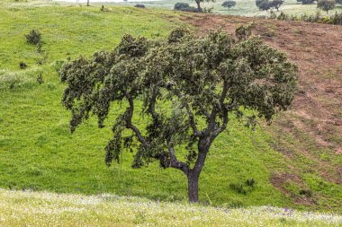 Mertola, Portekiz, Alentejo yakınlarındaki doğal do Vale do Guadiana 'da yabani çayırları, nehirleri ve şelaleleri olan güzel bir manzara.