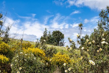 Mertola, Portekiz, Alentejo yakınlarındaki doğal do Vale do Guadiana 'da yabani çayırları, nehirleri ve şelaleleri olan güzel bir manzara.