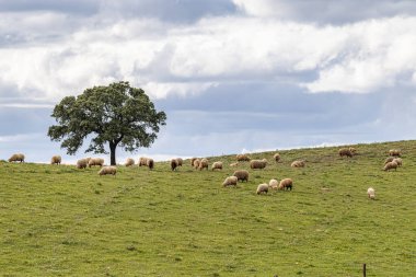 Mertola, Portekiz, Alentejo yakınlarındaki doğal do Vale do Guadiana 'da yabani çayırları, nehirleri ve şelaleleri olan güzel bir manzara.