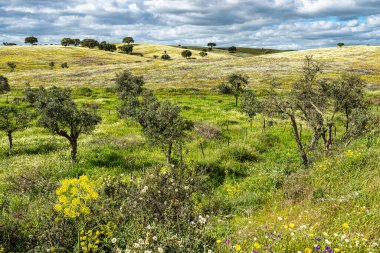 Mertola, Portekiz, Alentejo yakınlarındaki doğal do Vale do Guadiana 'da yabani çayırları, nehirleri ve şelaleleri olan güzel bir manzara.