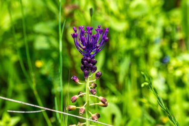Portekiz, Avrupa 'daki Algarve bölgesinde bulunan Gioes yakınlarındaki Vascao nehri boyunca yürüyüş yapmak.