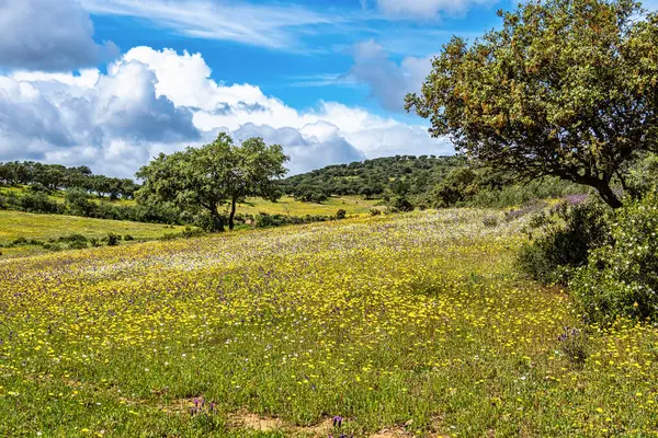 Mertola, Portekiz, Alentejo yakınlarındaki doğal do Vale do Guadiana 'da yabani çayırları, nehirleri ve şelaleleri olan güzel bir manzara.