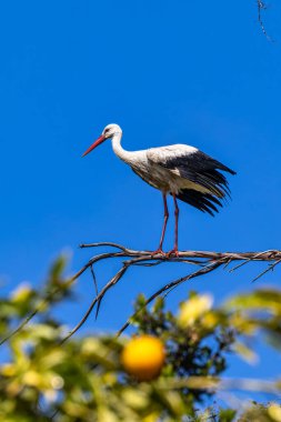 Beyaz Leylekler, Ciconia Ciconia Povoa e Meadas Barajı Castelo de Vide, Portekiz Alentejo