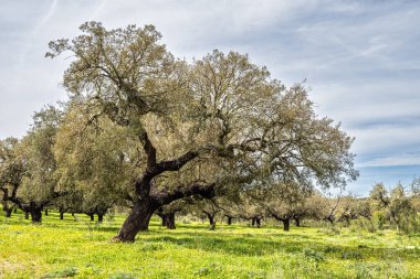 Arronches, Alentejo, Portekiz yakınlarındaki Hortas de Baixo 'daki Mantar Meşe Ormanı' ndan geçiyorum..