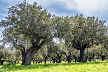 Arronches, Alentejo, Portekiz yakınlarındaki Hortas de Baixo 'daki Mantar Meşe Ormanı' ndan geçiyorum..