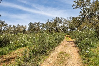 Arronches, Alentejo, Portekiz yakınlarındaki Hortas de Baixo 'daki Mantar Meşe Ormanı' ndan geçiyorum..