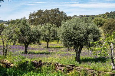 Arronches, Alentejo, Portekiz yakınlarındaki Hortas de Baixo 'daki Mantar Meşe Ormanı' ndan geçiyorum..