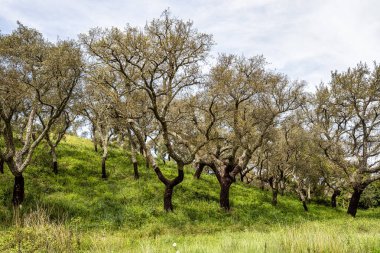 Arronches, Alentejo, Portekiz yakınlarındaki Hortas de Baixo 'daki Mantar Meşe Ormanı' ndan geçiyorum..