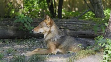 Kurt, gri kurt ya da kereste kurdu olarak da bilinen, Avrasya ve Kuzey Amerika 'nın vahşi ve uzak bölgelerinde yaşayan bir köpek türüdür..