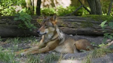 Kurt, gri kurt ya da kereste kurdu olarak da bilinen, Avrasya ve Kuzey Amerika 'nın vahşi ve uzak bölgelerinde yaşayan bir köpek türüdür..