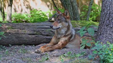 Kurt, gri kurt ya da kereste kurdu olarak da bilinen, Avrasya ve Kuzey Amerika 'nın vahşi ve uzak bölgelerinde yaşayan bir köpek türüdür..