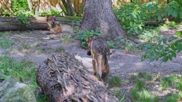 Le loup, Canis lupus, également connu sous le nom de loup gris ou loup forestier, est un canin originaire des régions sauvages et reculées d'Eurasie et d'Amérique du Nord..