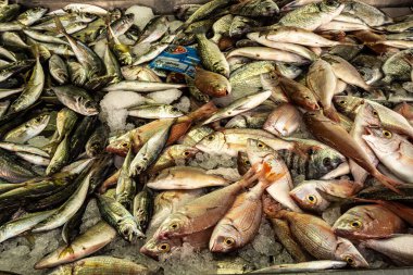 Loule, Portekiz - 17 Şubat 2024: Portekiz 'in güneyindeki Algarve' de Loule Markethall 'daki balık ve market.