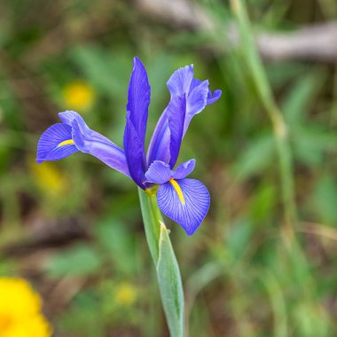 Violet Iris xiphium, Portekiz 'in Algarve sahilinde İspanyol iris olarak bilinir. İspanya ve Portekiz 'e özgü bir göz..