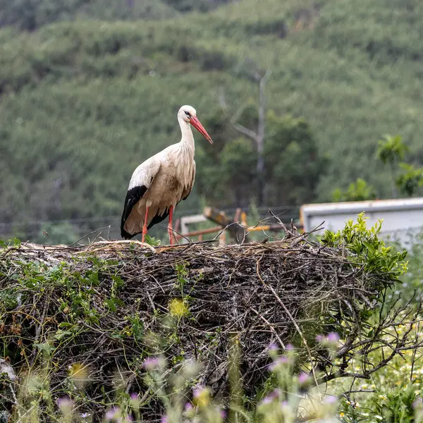 stock image White Storks, Ciconia ciconia in the valley of the storks at Rasmalho, Portimao, Algarve in Portugal