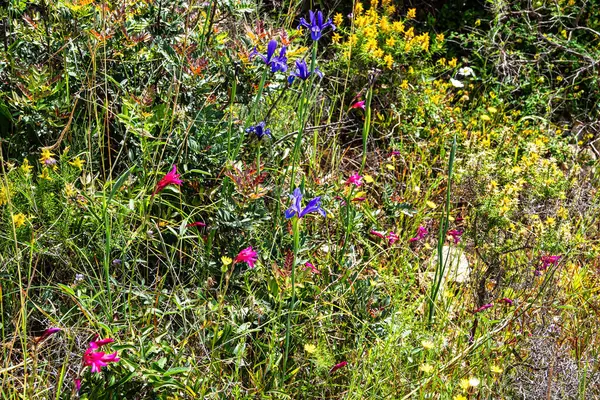 Violet Iris xiphium, Portekiz 'in Algarve sahilinde İspanyol iris olarak bilinir. İspanya ve Portekiz 'e özgü bir göz..