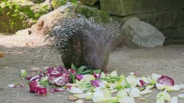 Hint armalı kirpi (