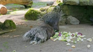 Hint armalı kirpi (