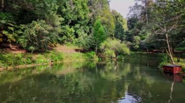 Büyük Göl, Büyük lago eski Bussaco Ulusal Ormanı 'nda, Luso' da, Aveiro Portekiz 'de, Avrupa' da