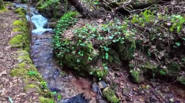 Büyük Göl, Büyük lago eski Bussaco Ulusal Ormanı 'nda, Luso' da, Aveiro Portekiz 'de, Avrupa' da
