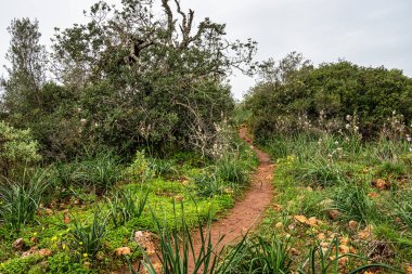Portekiz 'in Algarve bölgesindeki Rocha da Pena' ya yürüyüş,