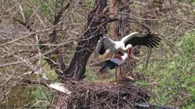 Beyaz Leylekler, Ciconia Ciconia Povoa e Meadas Barajı Castelo de Vide, Portekiz Alentejo