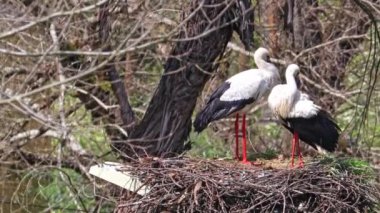 Beyaz Leylekler, Ciconia Ciconia Povoa e Meadas Barajı Castelo de Vide, Portekiz Alentejo