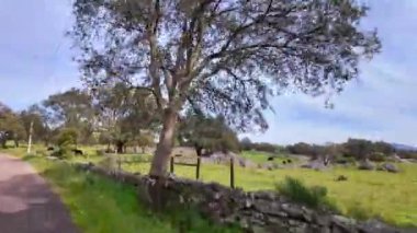 Park Natural da Serra de Sao Mamede 'den geçiyoruz. Portekiz 'de Alentejo. Mantar ağaçları doğal kaynaklar manzarası.