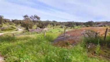 Park Natural da Serra de Sao Mamede 'den geçiyoruz. Portekiz 'de Alentejo. Mantar ağaçları doğal kaynaklar manzarası.