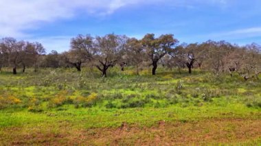 Arronches, Alentejo, Portekiz yakınlarındaki Hortas de Baixo 'daki Mantar Meşe Ormanı' ndan geçiyorum..