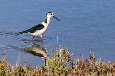 Siyah kanatlı stilt, Himantopus himantopus Ria Formosa Doğal Rezervi, Portekiz Algarve.