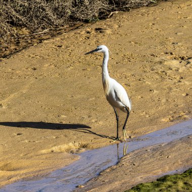 Küçük balıkçıl, Egretta Garzetta Ria Formosa Doğal Rezerv, Algarve Portekiz 'de. Bu, Ardeidae familyasından küçük bir balıkçıldır..