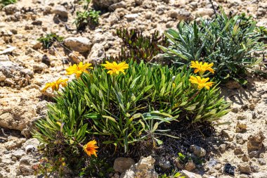 Pallenis maritima, Beach Daisy otçul bitkisi. Portekiz 'de Algarve Doğası.
