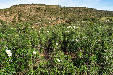 Cistus ladanifer, Rockrose flowers or Labdanum at the Archaeological Circuit in Vale Fuzeiros at Vilarinha, Algarve, Portugal. Wild flowering plants in the family Cistaceae. clipart