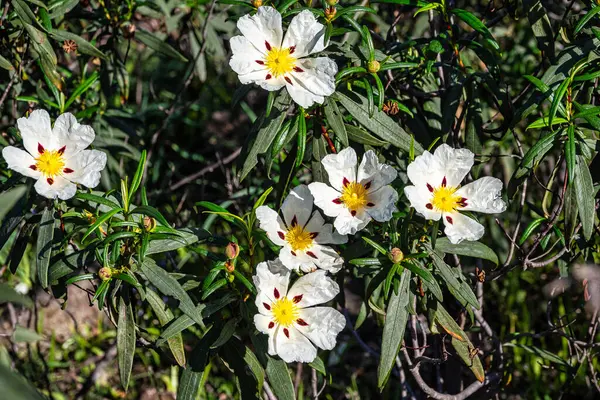 stock image Cistus ladanifer, Rockrose flowers or Labdanum at the Archaeological Circuit in Vale Fuzeiros at Vilarinha, Algarve, Portugal. Wild flowering plants in the family Cistaceae.