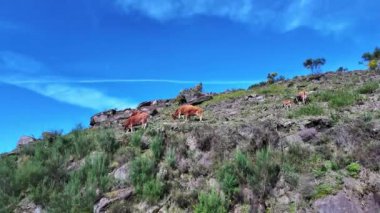 Kuzey Portekiz 'deki Nationalpark Peneda-Geres' deki Cachena ineği. Geleneksel bir Portekiz dağ sığırıdır. Et ve çekiş gücü için mükemmeldir.