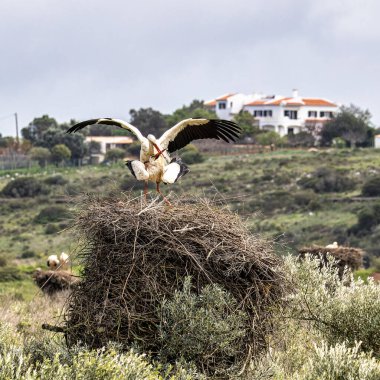 Büyüleyici Beyaz Leylekler, Portekiz 'in Algarve bölgesindeki Odiaxere' de yuvada çiftleşen Ciconia ciconia..