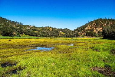 Troviscais 'den Mira Nehri' ne giden sarı çiçekler Atlantik Okyanusu 'na, Troviscais' e, Vicentine Coast Natural Park 'a, Portekiz' e, Rota Vicentina Sahili 'ne akıyor. Balıkçı Patikası