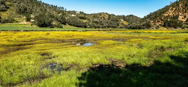 stock image Yellow flowers on the way from Troviscais to the River Mira flowing Into the Atlantic Ocean, Troviscais, Vicentine Coast Natural Park Portugal, Rota Vicentina Coast. The Fisherman Trail