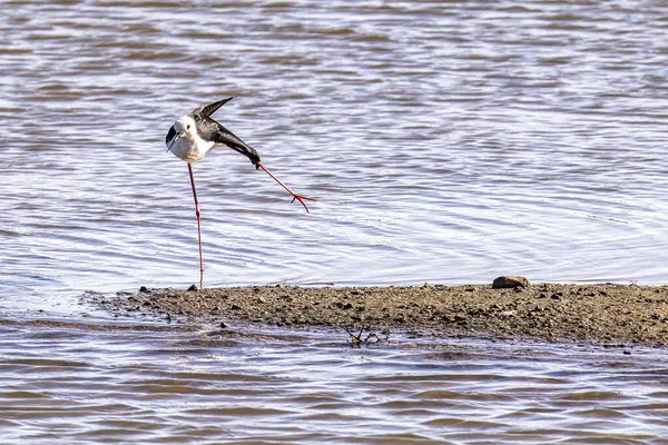 stock image Black-winged stilt, Himantopus himantopus in Ria Formosa Natural Reserve, Algarve in Portugal.