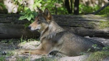 Kurt, gri kurt ya da kereste kurdu olarak da bilinen, Avrasya ve Kuzey Amerika 'nın vahşi ve uzak bölgelerinde yaşayan bir köpek türüdür..