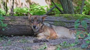 Kurt, gri kurt ya da kereste kurdu olarak da bilinen, Avrasya ve Kuzey Amerika 'nın vahşi ve uzak bölgelerinde yaşayan bir köpek türüdür..