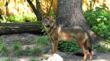 Kurt, gri kurt ya da kereste kurdu olarak da bilinen, Avrasya ve Kuzey Amerika 'nın vahşi ve uzak bölgelerinde yaşayan bir köpek türüdür..